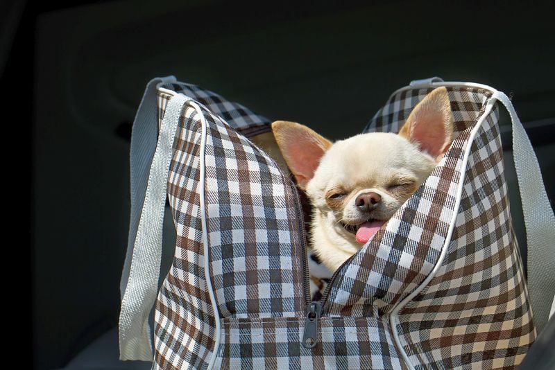 best dog carrier purses