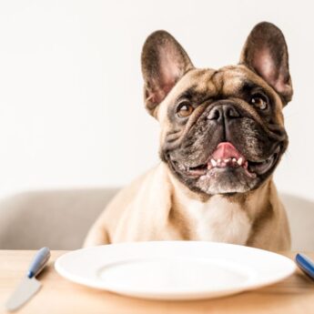 The best low-protein dog foods