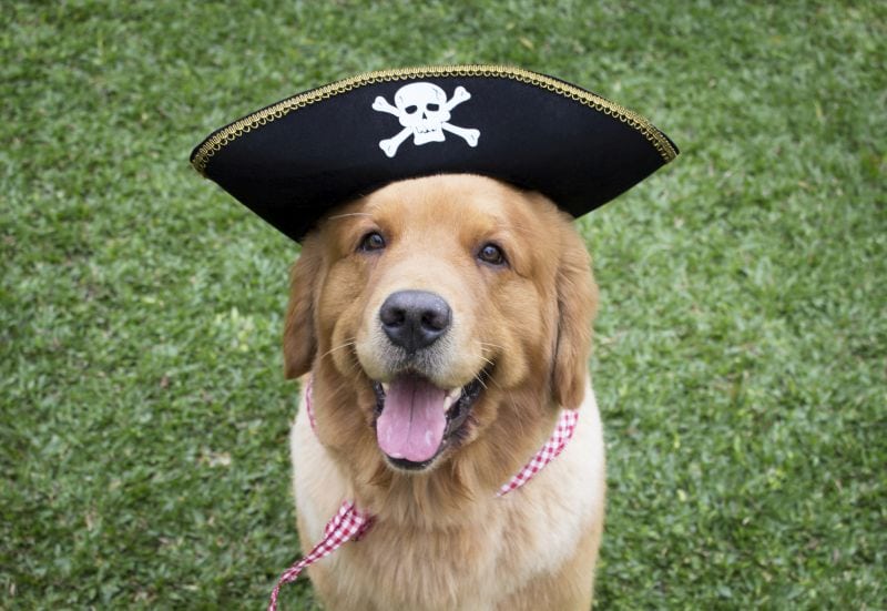 unisex dog pirate names