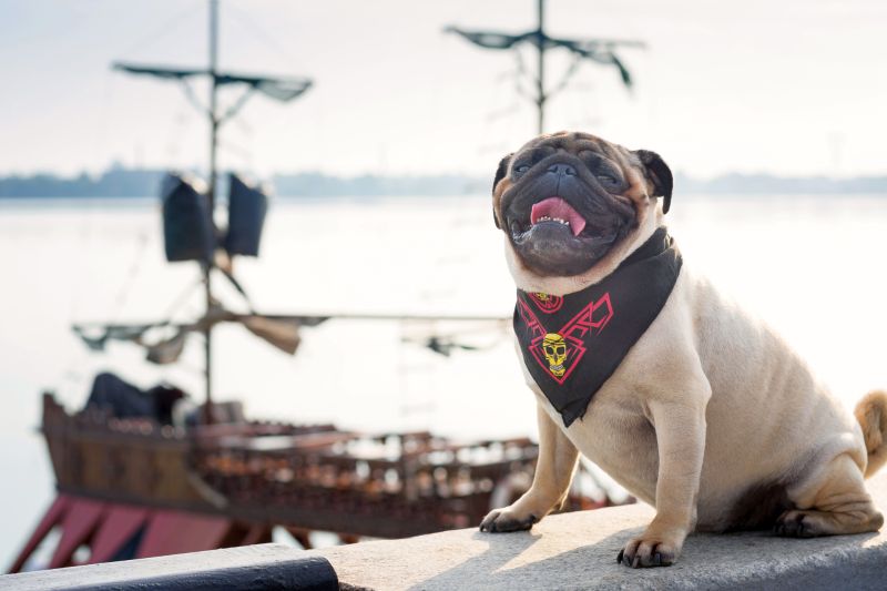 funny pirate names for dogs