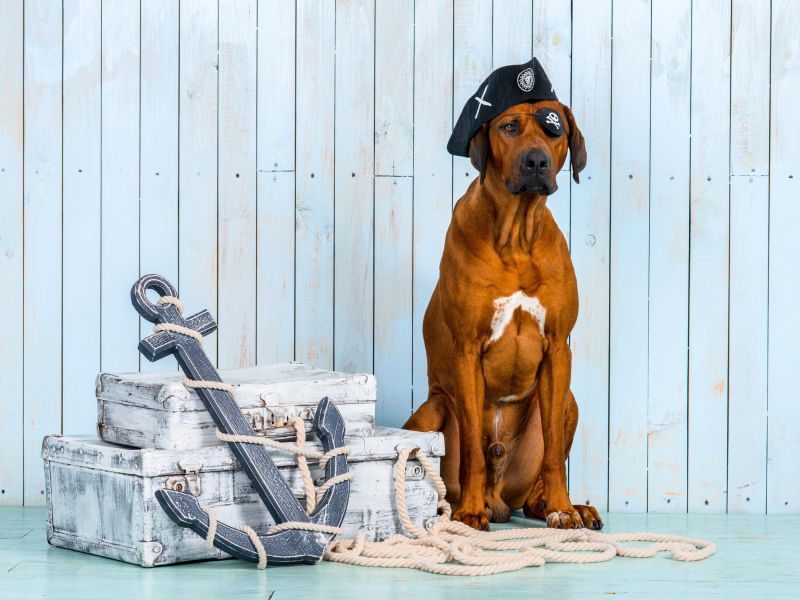 boy pirate dog names