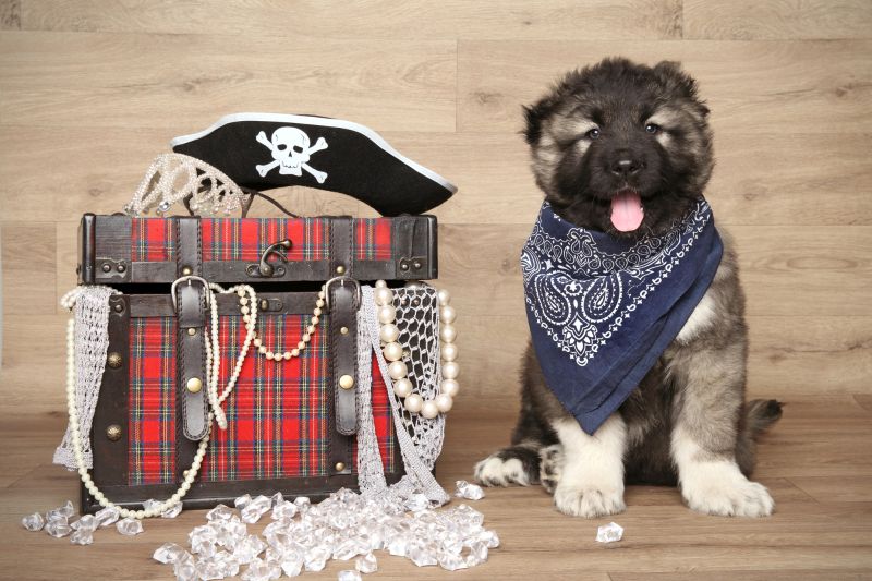 real pirate names for dogs