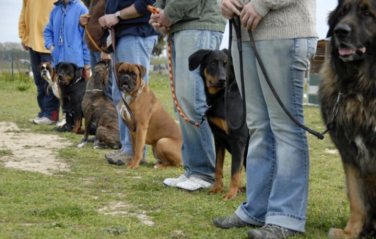 Zak George Review: A Certified Dog Trainer's Opinion
