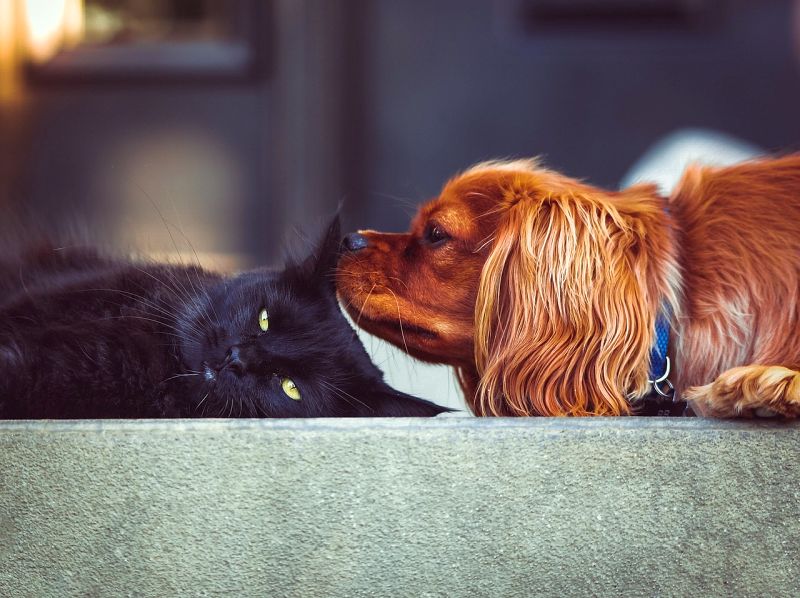 scent exchange for dog and cat