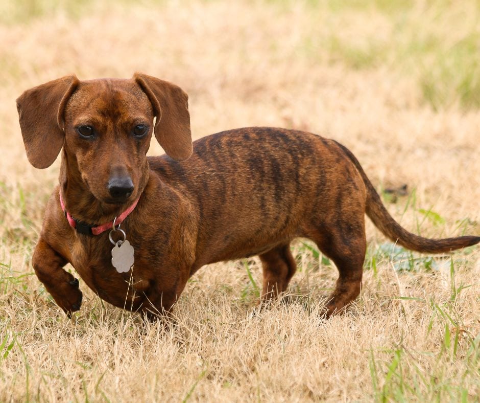 brindle dachshund