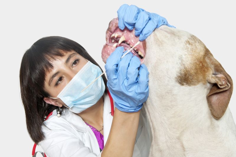 How do dog DNA tests work