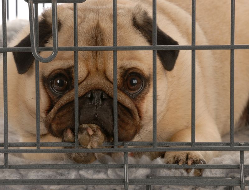 why dog hates crate