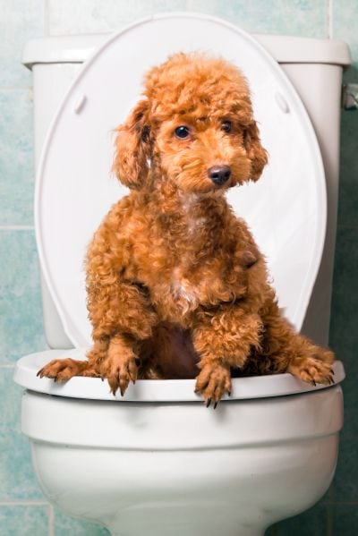 dog with diarrhea