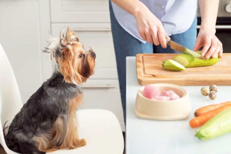 Curated visual reference: 8 Best Homemade Dog Food Supplements 2025 Reviews Photo Inspiration