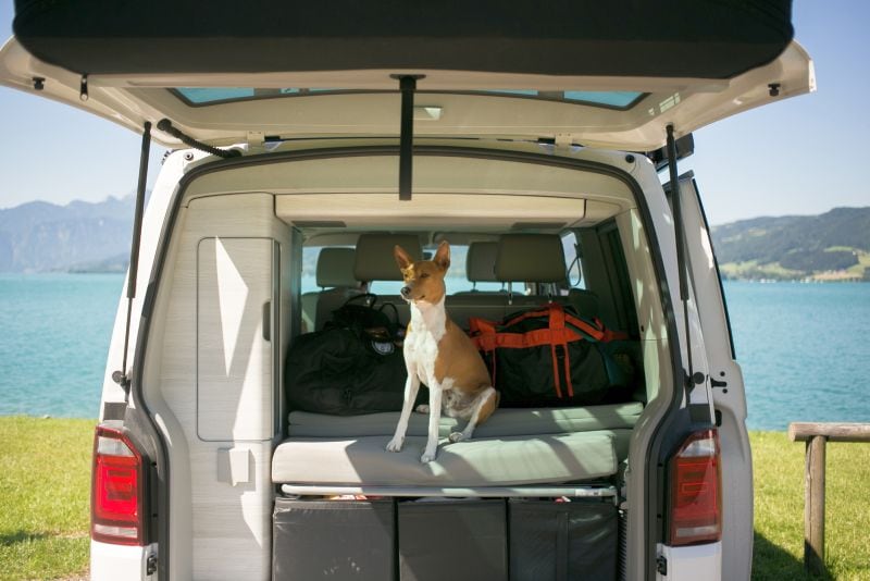 space challenges for dogs in vans