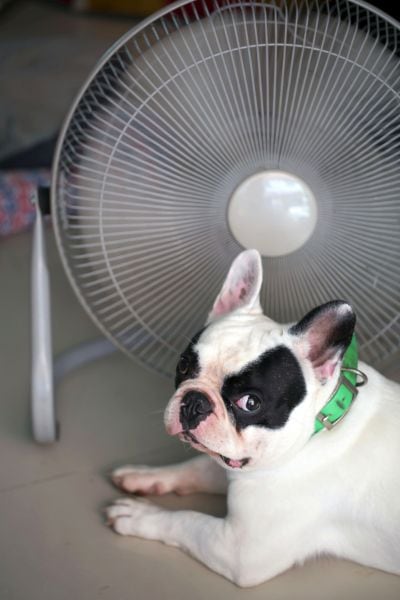 van fan for dogs