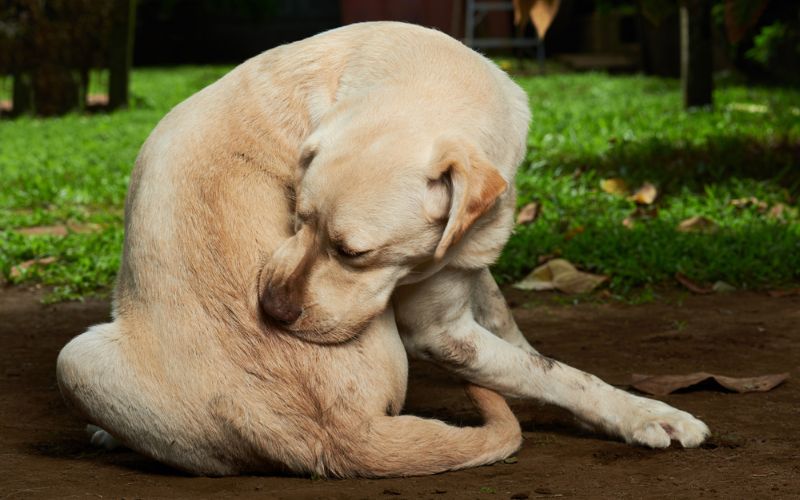 itchy skin food for dogs