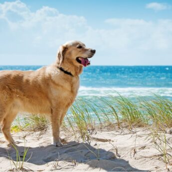 Dog on the beach in Florida