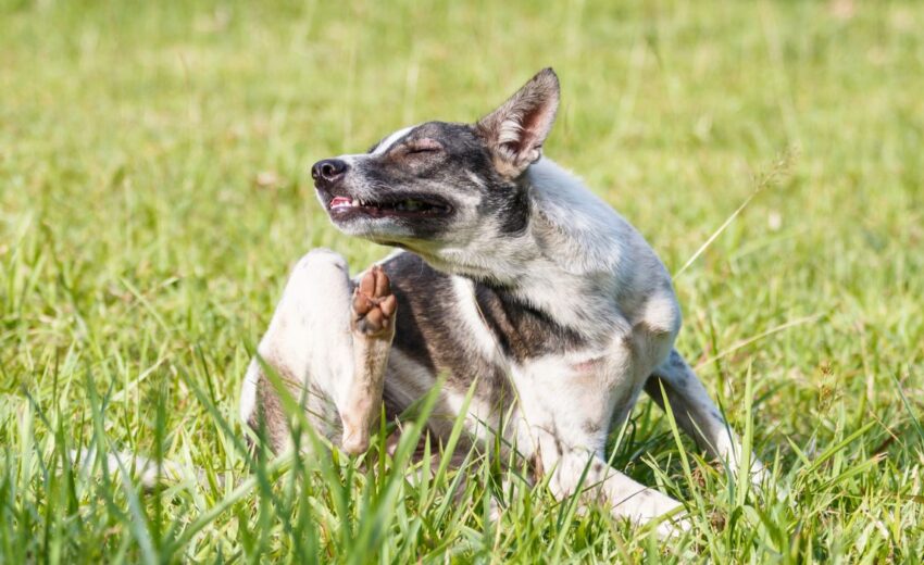 Dog scratching self on grass