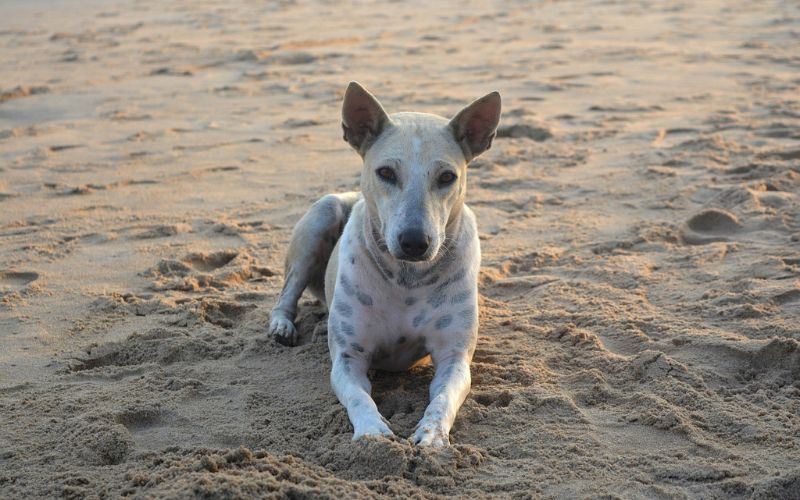Dog lying on sand