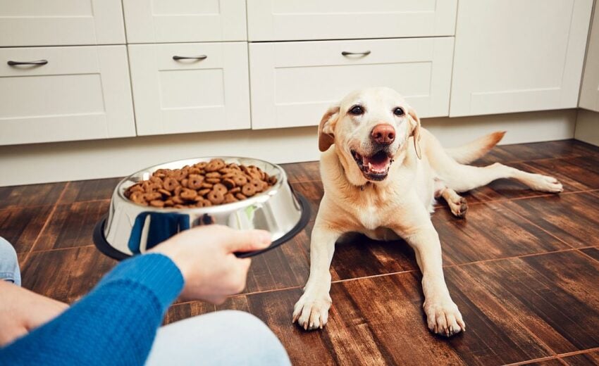 the best dog foods for treating pancreatitis