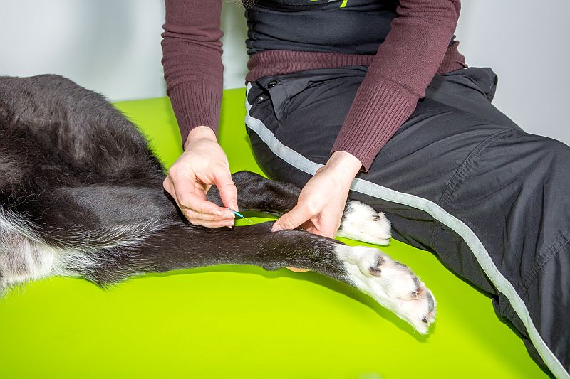 canine acupuncture