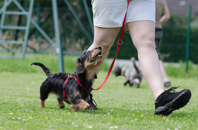 dachshund training heel