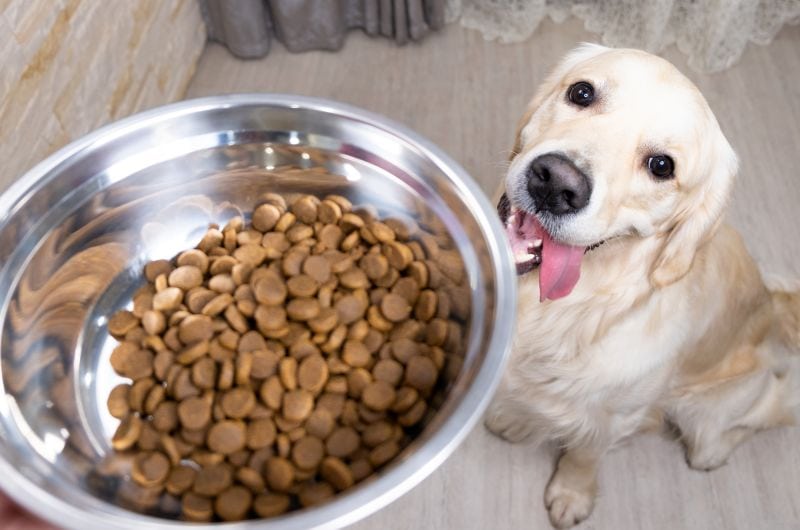 dog food FAQ