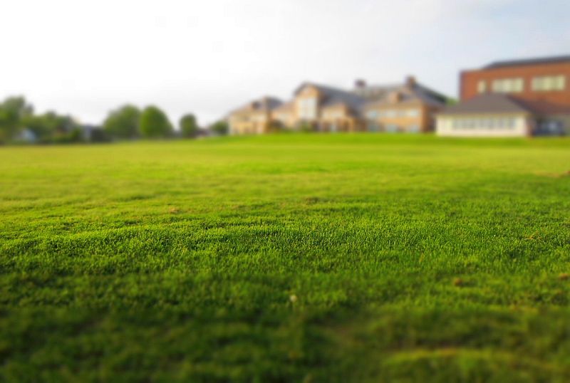 protect lawn from dog pee