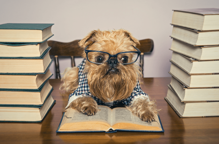 Small dog wearing glasses