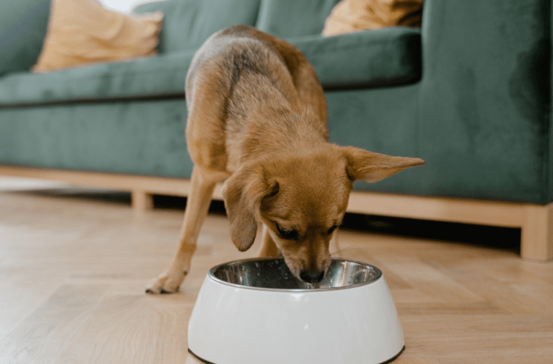 small dog eating food