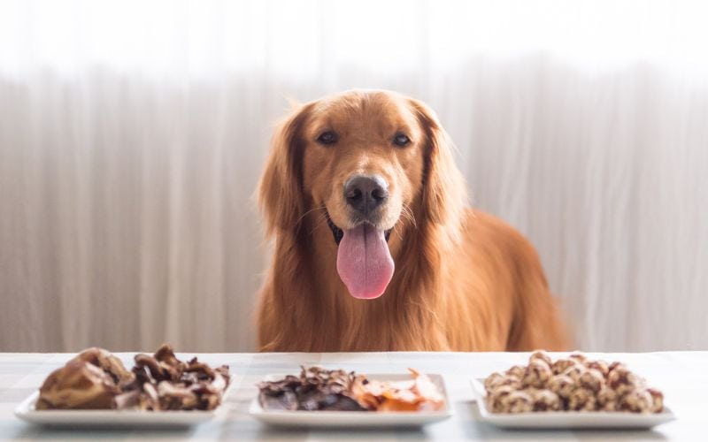 Golden Retriever with Three Plates of Food