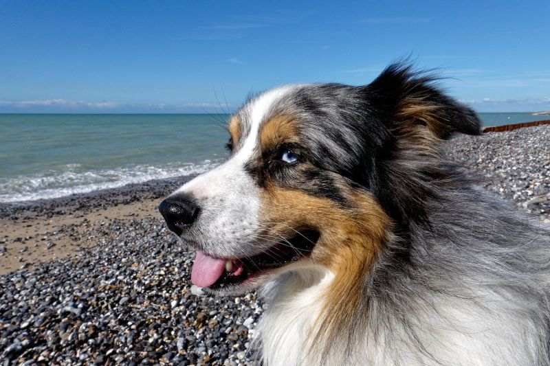 questions about Australian shepherd foods