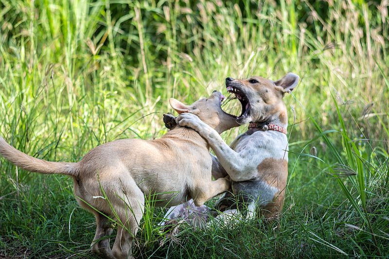 managing fighting dogs