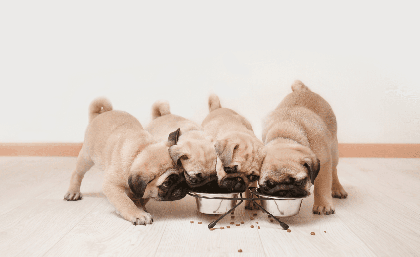 elevated dog bowl pug puppies 1