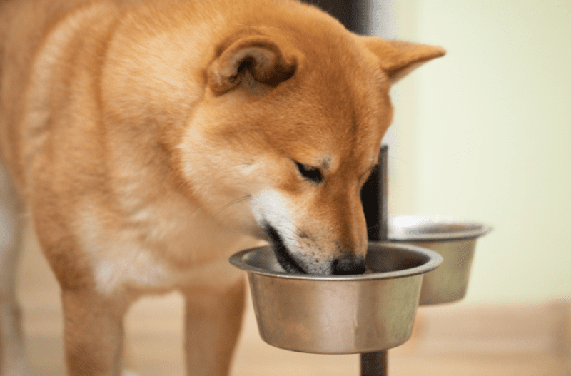 best elevated dog bowls 