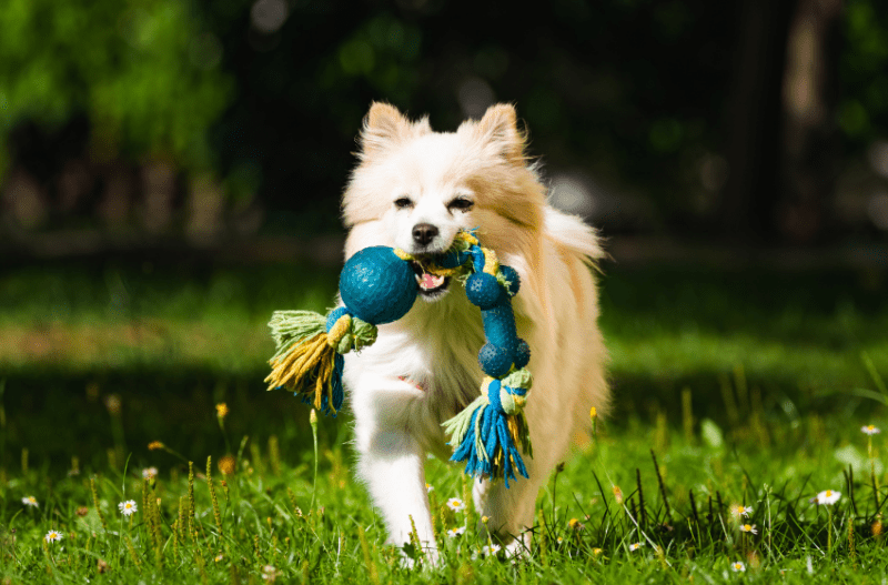 fluffy dog with rope tug and chew toy