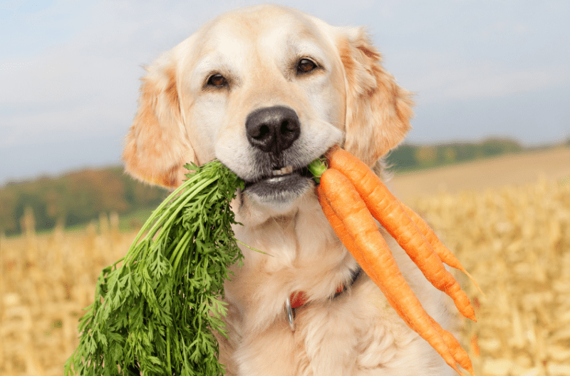 golden retriever with carrot