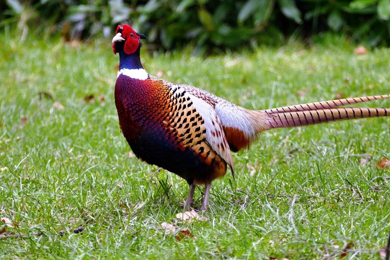 pheasant for dogs