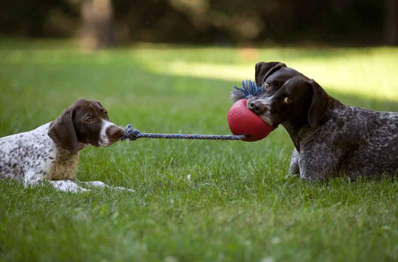 Pointers playing tug with rope and ball toy