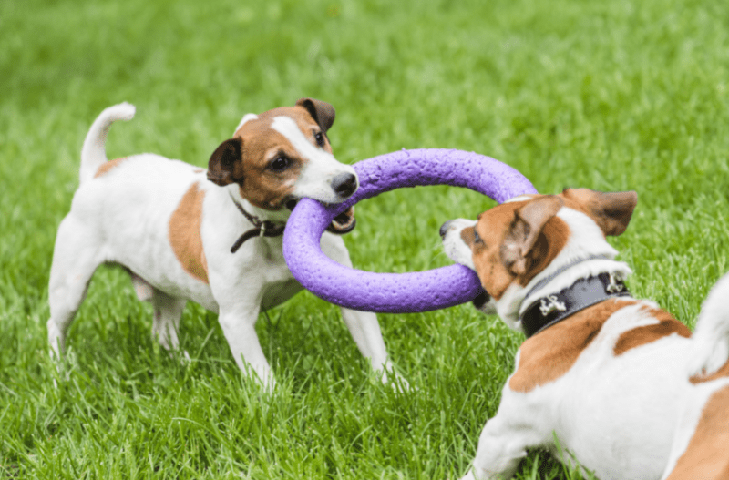 terriers playing tug with ring toy