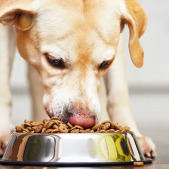 most expensive dog food