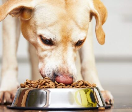 most expensive dog food