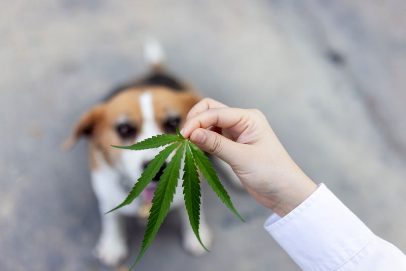 keep weed from your pet