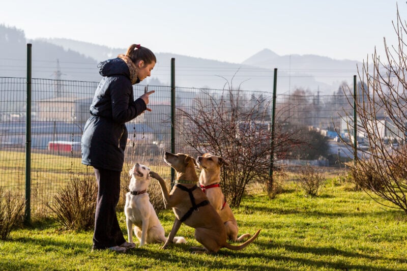 benefits of two-dog training sessions