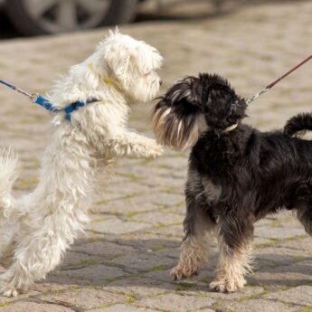 on-leash dog greetings