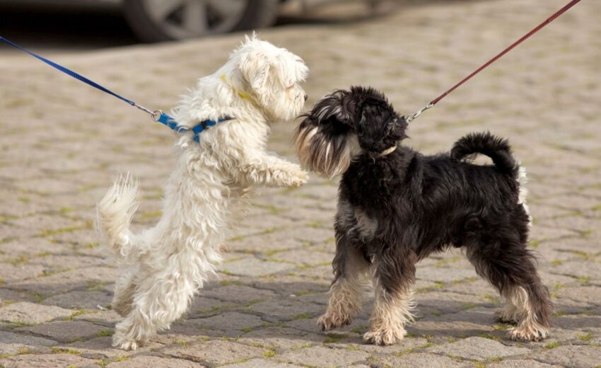on-leash dog greetings
