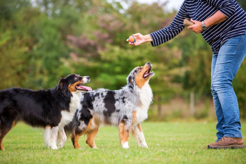 learn to train two dogs at once