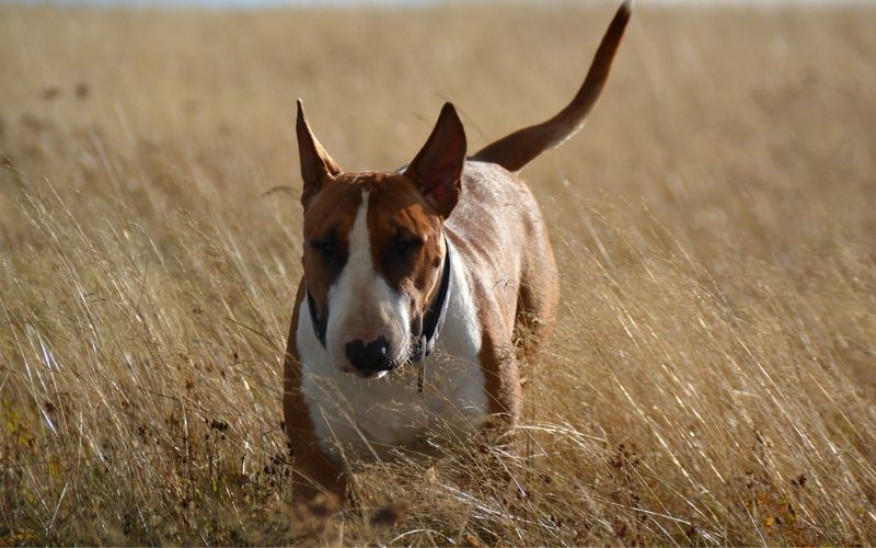 Bull Terrier in Field
