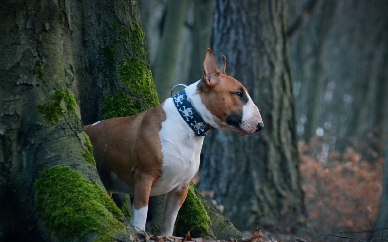 Bull Terrier in Woods