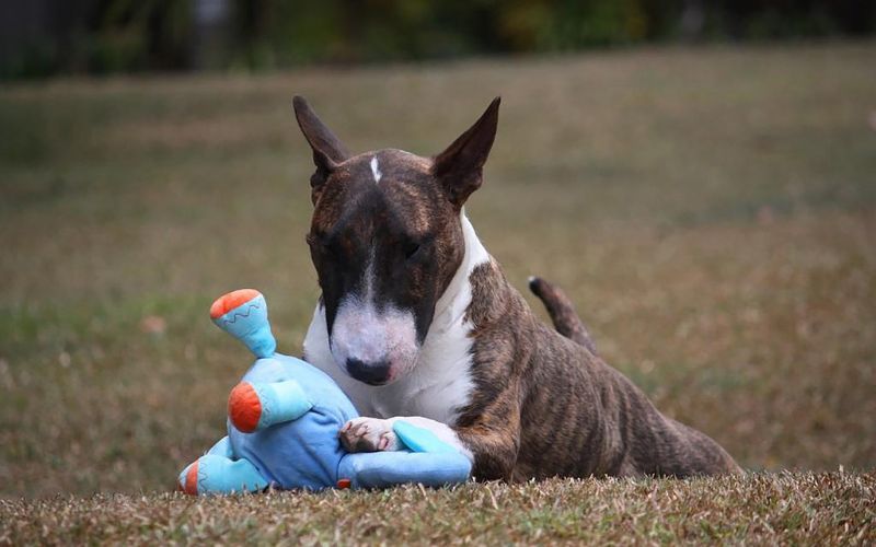 Bull Terrier with Stuffed Toy
