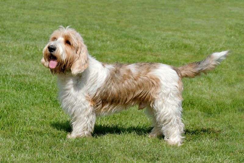Cutest Dog Breeds: Adorable Doggos FTW! 17 Petit Basset Griffon Vendeen