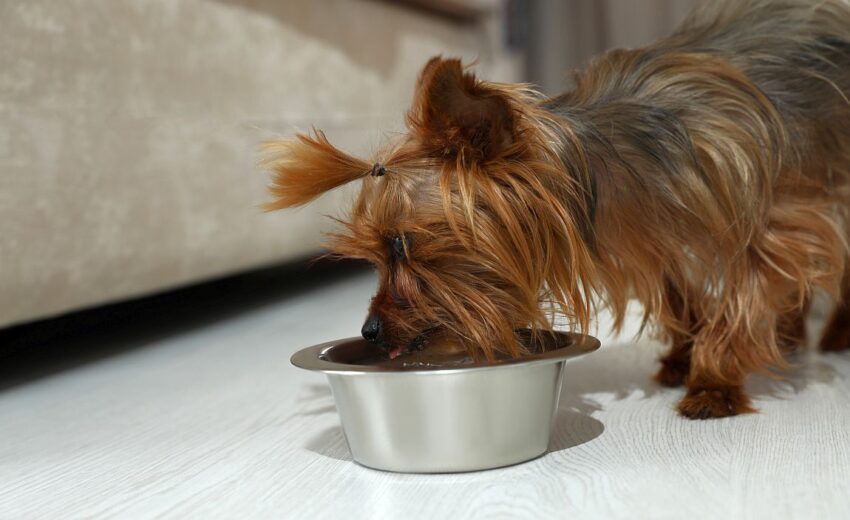 best foods for small dog breeds