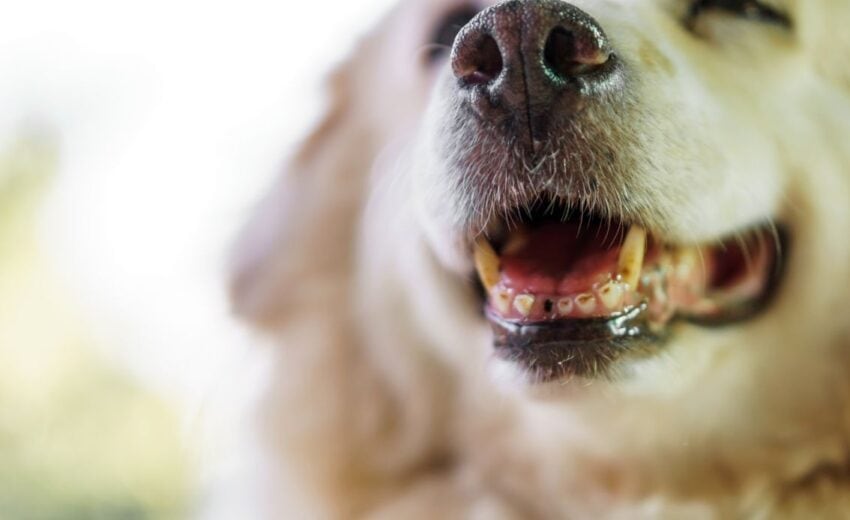 Foods for dogs with bad or missing teeth
