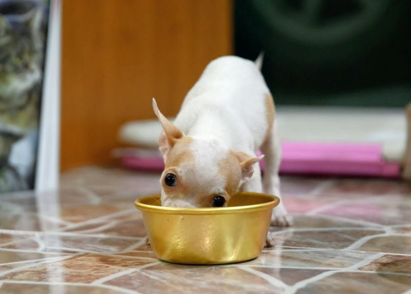 Chihuahua eating